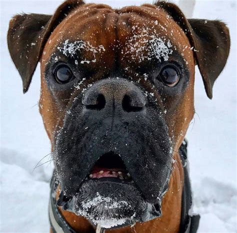 Boxer Dog Funny Face Momments Follow Us To See More Blind Dog