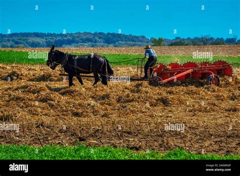 Amish farmers harvesting hay, Lancaster county Pennsylvania Stock Photo