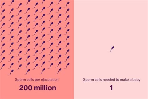 How Long Do Sperm Live Sperm Survival Rate Natural Cycles