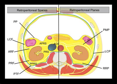 Drawing Of The Anatomy Of The Retroperitoneal Spaces At The Level Of