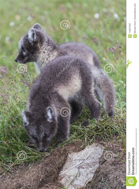 Close Up Of Two Young Playful Arctic Fox Cub In Front Of Their L Stock