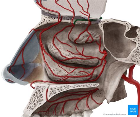 Nasennebenhöhlen Anatomie Lage And Funktion Kenhub