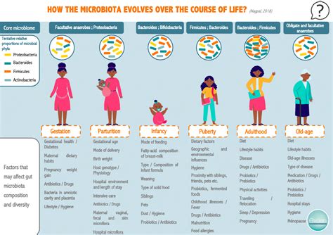 Infographic How The Microbiota Evolves Over The Course Of Life Exden