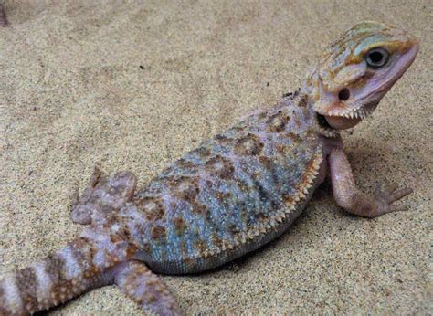 Here are 5 fun activities for bearded dragons. Paradox Morph Bearded Dragon For Sale