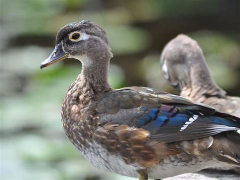 Juvenile Wood Ducks Identification With Pictures Birdfact