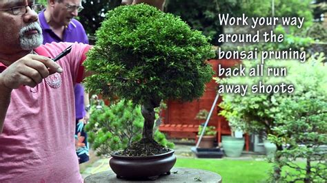 How To Prune Bonsai Tree For Taper