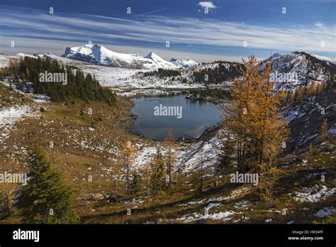 Rock Isle Lake Isolated Larch Tree And Snow Covered Mountain Peak