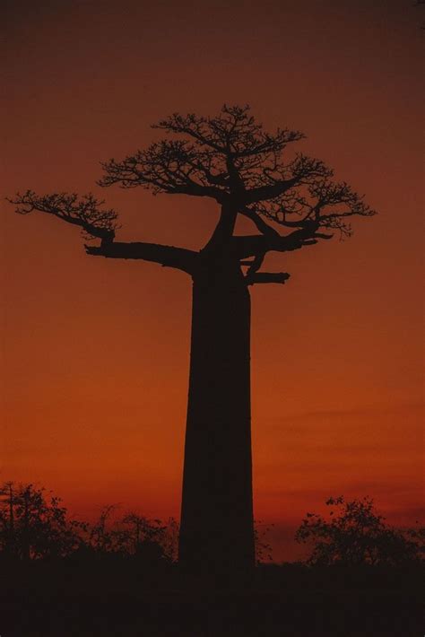 Sunrise Or Sunset At The Baobab Alley Best Time To Visit African