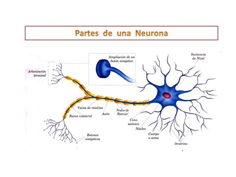 Partes De Una Neurona Unidad Funcional Básica Del Sistema Nervioso