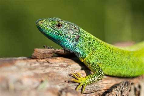 European Green Lizard Stock Image Image Of Close Animals 41646749