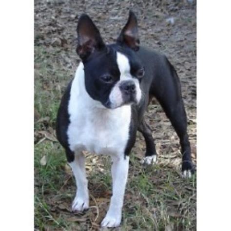 Quickly find the best offers for blue terrier puppies for sale on newsnow classifieds. Blue Skyz Boston Terriers, Boston Terrier Breeder in Live ...