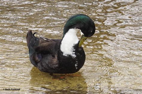 There bold markings make them a classy heavyweight duck. Swedish Blue Duck | At first I thought this was a hybrid ...