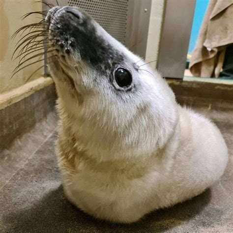 Six Seal Pups Taken To East Winch Rescue Centre After Losing Mothers
