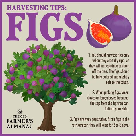 Figs Are A Delicious Treat That The Old Farmers Almanac Facebook