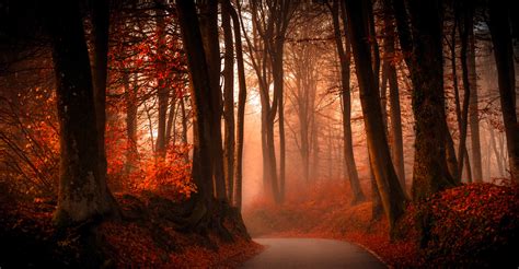 9 Best Ideas For Coloring Fall Forest Background