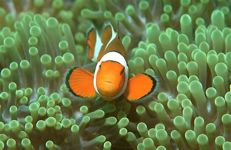 Nemo Clown Anemonefish In Sea By Jens Kuhfs