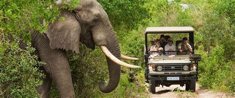 The Kruger National Park A Safari Destination That Cant Be Missed
