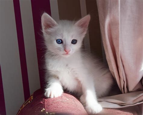 Turkish Angora Cat Angora Cats Turkish Angora