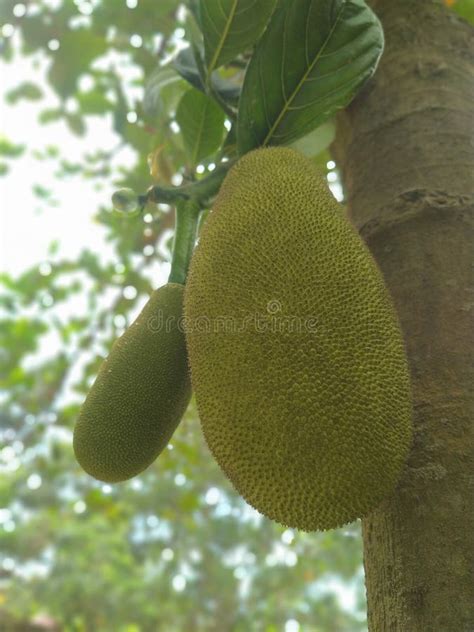 Jackfruit Hanging On Tree Jack Fruit On Tree Close Up Of Jackfruit In