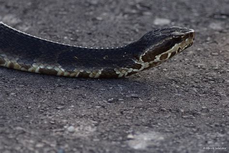 Cottonmouth Snake Large Everglades Np Florida Fl Cq4a0 Flickr