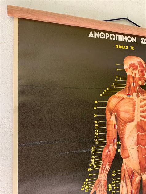 Muscle Anatomy Chart Muscular System Vintage Anatomical Pull Etsy New