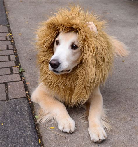 Lion Mane Tutorial Costume Halloween Diy Dog Costumes Fete Halloween