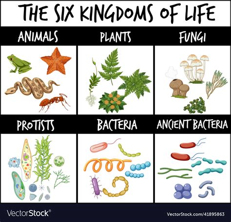 Six Kingdoms Of Life Royalty Free Vector Image