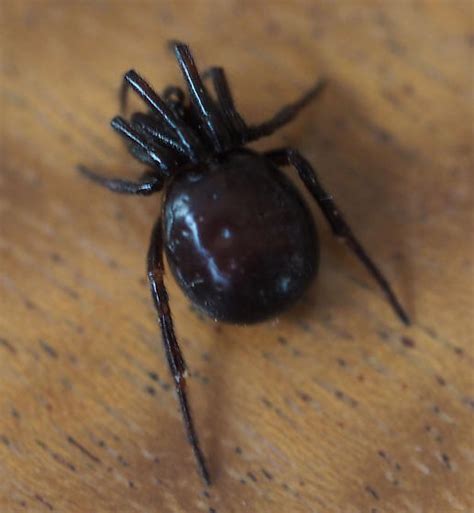 Black Spider Steatoda Borealis Bugguidenet