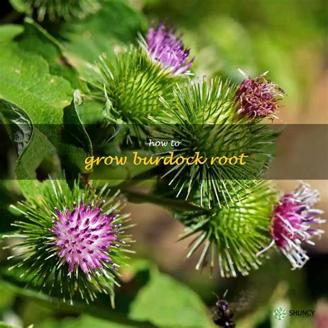 A Beginners Guide To Growing Burdock Root Tips And Tricks For A