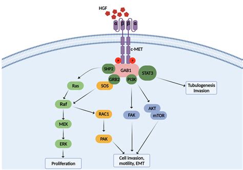Signaling Pathway Of Hgfc Met In Cancers Stimulation Of C Met By Hgf