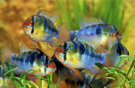 How Many Cichlids Can Fit In A 20 Gallon Tank Localfishshop