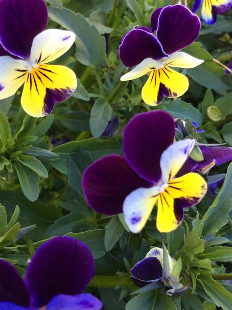 Find the latest tracks, albums, and images from johnny flowers. Johnny Jump up (With images) | Johnny jump up, Flowers, Plants
