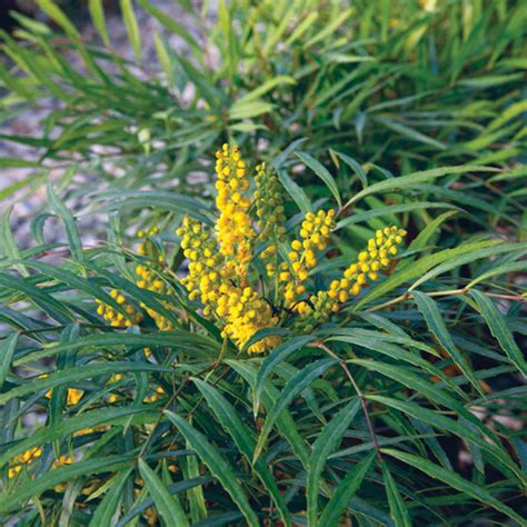 Buy Mahonia Soft Caress Shrubs Online Shop Stadler Nurseries