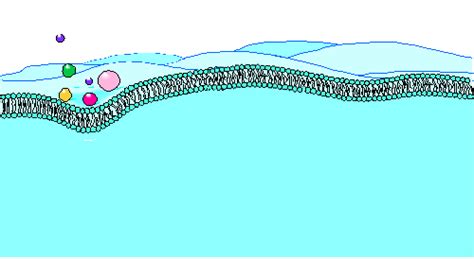 Content in this section of wyzant lessons has been curated by tutors, as well as by chemtutor.com creator david wilner. Solved: LESSON 14: Active Cell Transport ( Read All This A ...