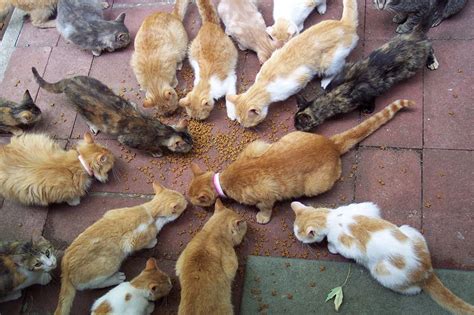 The groups of feral cats that live collectively in one territory, often near food sources and shelter. FERAL CATS become major issue in a VIRGINIA city ~ FOLLOW ...