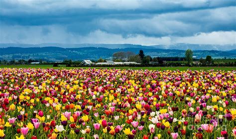 Oregon Tulip Farm Willamette Valley Photograph By Gary Whitton Fine
