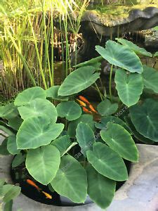 The upright elephant ear or wild taro or giant taro is a very attractive species great for decoration uses in fish or koi ponds, lakes, and other waterfrontages. 15 GREEN TARO ELEPHANT EAR WATER LILY BULBS ROOTS POND PLANT EDIBLE POI | eBay