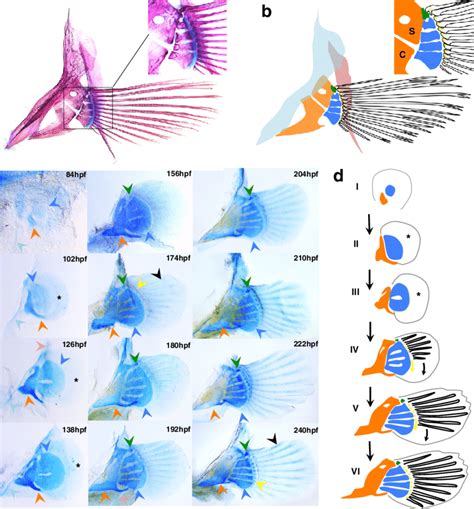 Development Of The Pectoral Fins And Girdles Of A Burtoni A B The