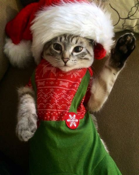 Pin By Roxanne Kitty On Cats Wearing Clothes Christmas