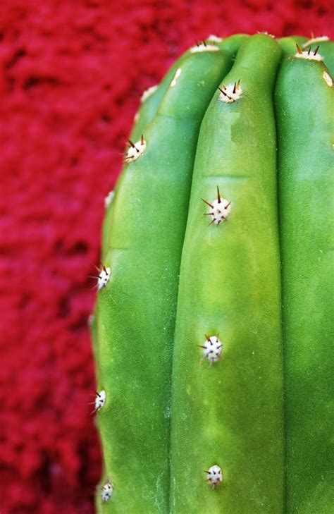 The subreddit for discussion of **san pedro cactus and its various cousins (all trichocereus)**. Free Images : cactus, fruit, texture, leaf, flower, food ...
