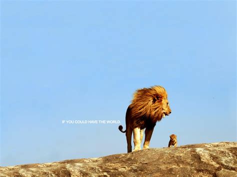 Adorable Baby Lion With His Father