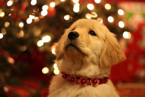 Cute Christmas Dog 1599x1066 Wallpaper