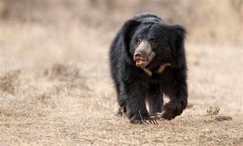 Why Do Sloth Bears Have Such Gigantic Claws A Z Animals