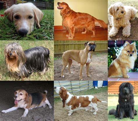 Complete the online application to adopt a dog. Dog - Wikipedia