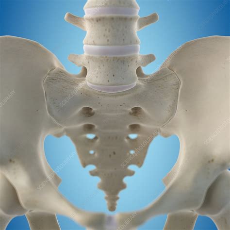 Human Hip Bone Artwork Stock Image F0093804 Science Photo Library