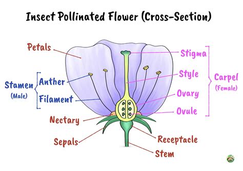 Flower Structures And Functions Igcse Biology By Science Sauce