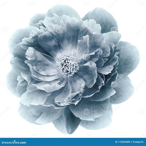 Vintage Blue Peony Flower Isolated On A White Background With Clipping