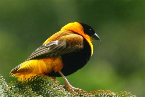 Orange Black Bird Flickr Photo Sharing