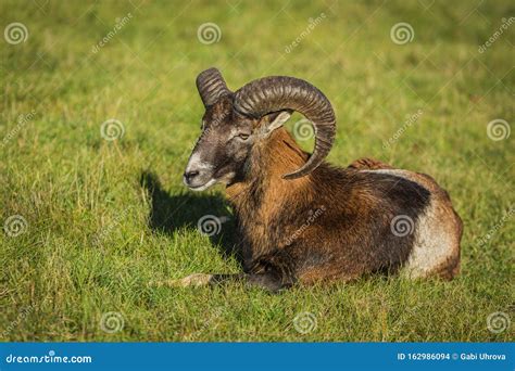 A Young Brown And White European Mouflon Stock Photo Image Of Aries