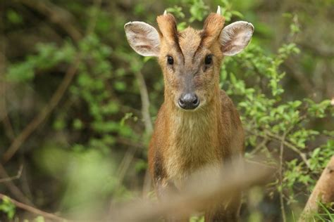 Muntjac Deer Explained Nose Glands Diet Speed And More Bbc